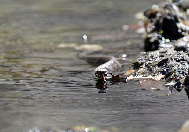 Cottonmouth